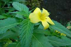 Turnera ulmifolia